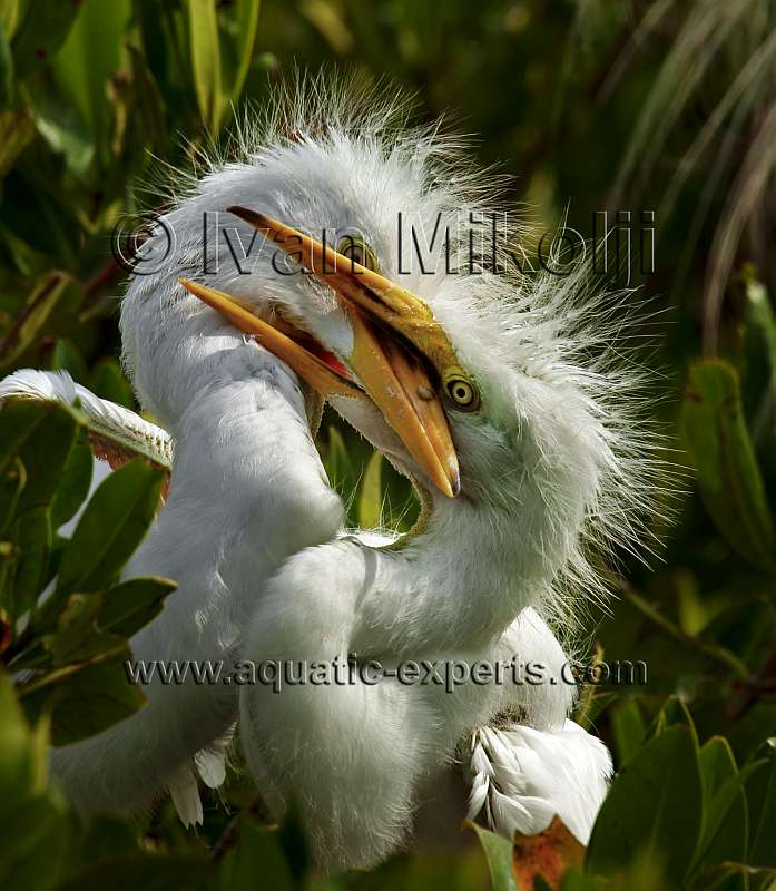 Garza Blanca de venezuela